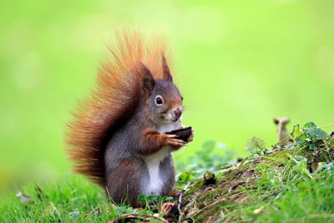 Squirrel (Sciurus vulgaris), adult, in a meadow, eating, with food, walnut, Mannheim, Germany