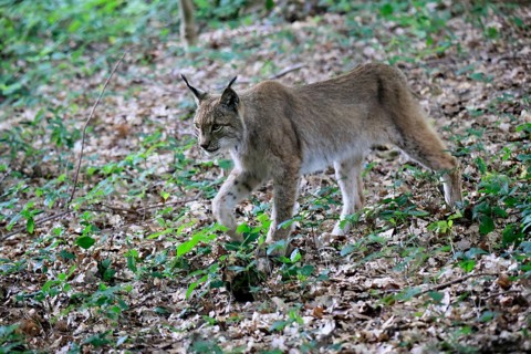 Eurasian lynx (Lynx lynx), adult, stalking, alert, in forest, Hesse, Germany, Europe, captive