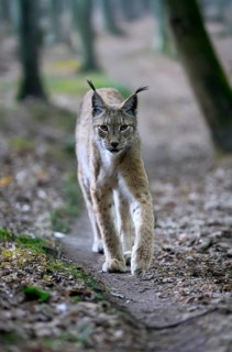 Eurasian lynx (Lynx lynx), adult, stalking, alert, in forest, Hesse, Germany, Europe, captive
