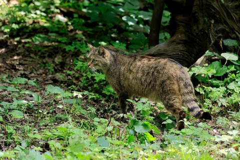 European wildcat (Felis silvestris), adult, in the forest, foraging, vigilant, Hesse, Germany,