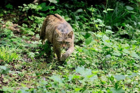 European wildcat (Felis silvestris), adult, stalking, in the forest, foraging, alert, Hesse,