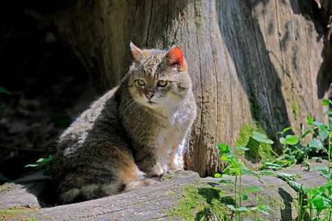 European wildcat (Felis silvestris), adult, sitting on tree trunk, alert, Hesse, Germany, Europe,
