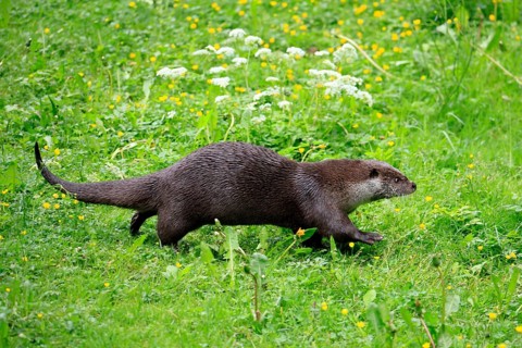 Otter (Lutra lutra), adult, on land, in a meadow, running, Bavarian Forest National Park, Germany,