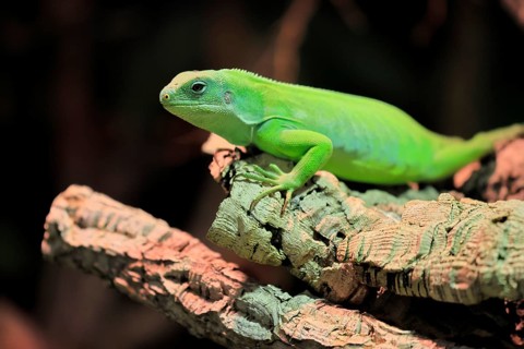 Banded Fiji Iguana (Brachylophus fasciatus), adult, on tree, alert, portrait, Tonga, Fiji, Oceania,