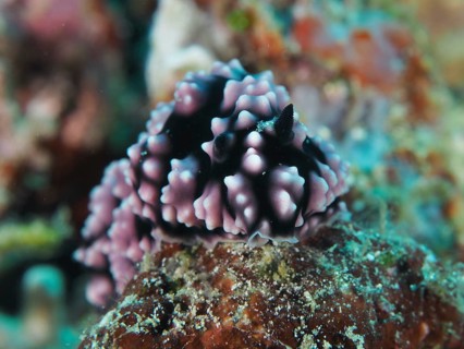 Purple dotted nudibranch with black body, pustule warty snail (Phyllidiella pustulosa), warty