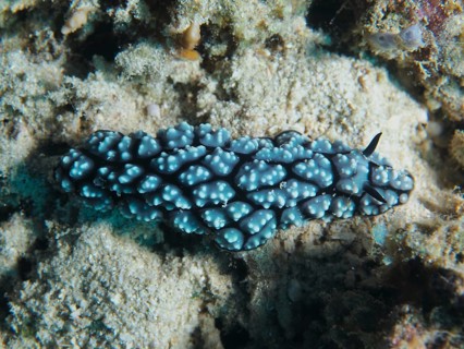 Blue nubby nudibranch, pustular warty snail (Phyllidiella pustulosa), warty snail, on a sandy