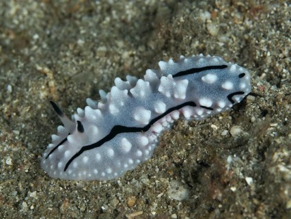 A white, warty nudibranch, Rudman's Phylidiella (Phyllidiella rudmani), on a sandy bottom, typical