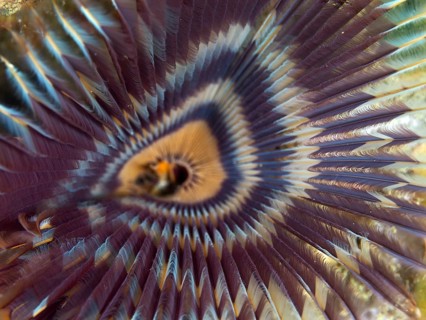 Close-up of a purple feather worm, tube worm (Sabellastarte), with a symmetrical, colourful pattern