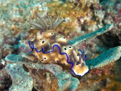 Brown-spotted nudibranch with blue edges, magnificent star snail (Hypselodoris tryoni), in the sea.