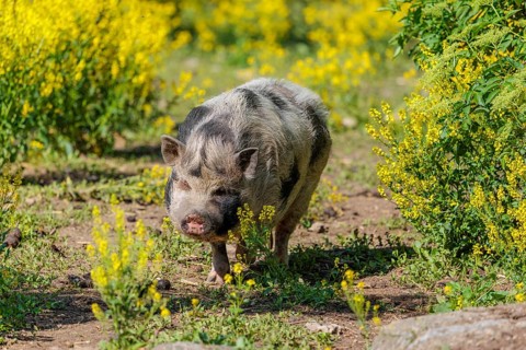 A Kunekune pig (sus scrofa domesticus), a domestic breed from New Zealand walks walks through a
