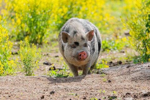 A Kunekune pig (sus scrofa domesticus), a domestic breed from New Zealand walks walks through a