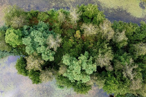 Aerial view, islands in the Drau, river, Brenndorf bird sanctuary, Carinthia, Austria