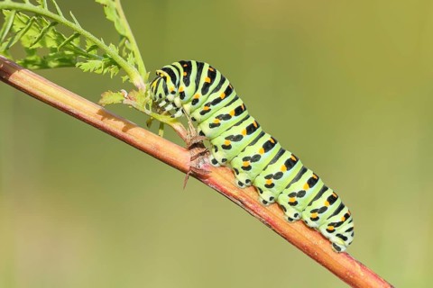 Swallowtail caterpillar (Papilio machaon), caterpillar sitting on Wild carrot (Daucus carota),