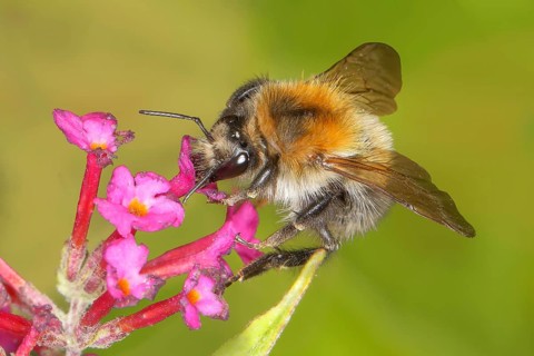 Field bumblebee (Bombus pascuorum), sucking nectar on summer lilac (Buddleja davidii), butterfly