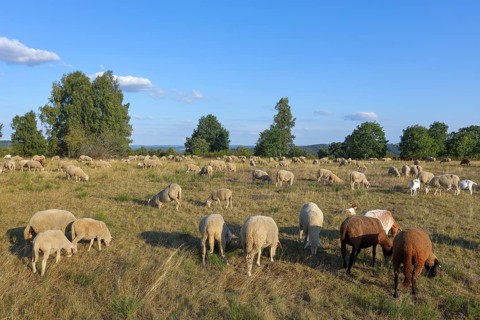Landscape conservation with sheep and goats in the Truppacher Heide, Trupbacher Heide nature