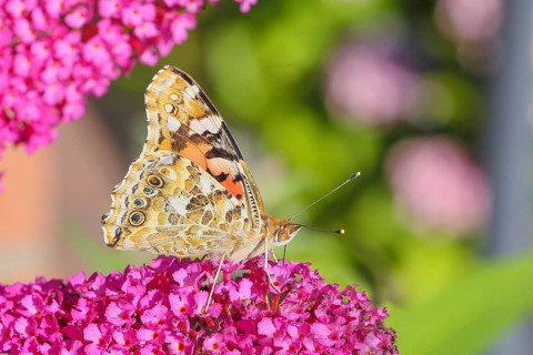 Thistle butterfly (Vanessa cardui) underside, sucking nectar on summer lilac (Buddleja davidii),