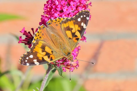 Thistle butterfly (Vanessa cardui) sucking nectar on butterfly bush (Buddleja davidii), butterfly