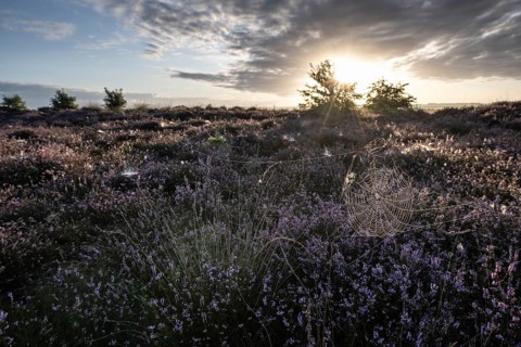 Spider's web in heathland at sunrise, Emsland, Lower Saxony, Germany