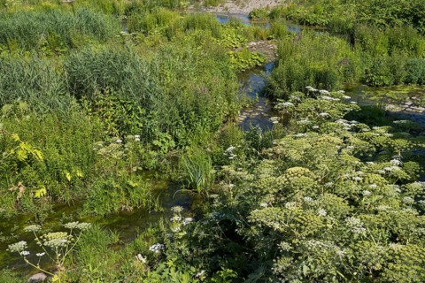 Saarn-Mendener Ruhraue, nature reserve, Mülheim an der Ruhr, Rurgebiet, North Rhine-Westphalia,