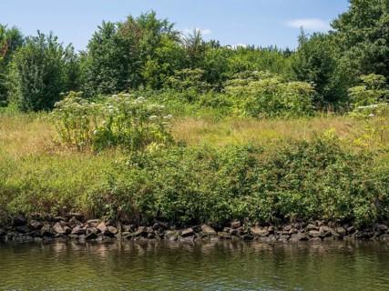 Nature on the banks of the Ruhr, giant hogweed (Heracleum mantegazzianum), Mülheim an der Ruhr, Rur