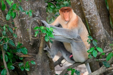 Endemic Proboscis monkey or Long-nosed monkey (Nasalis larvatus), sitting on a branch in the