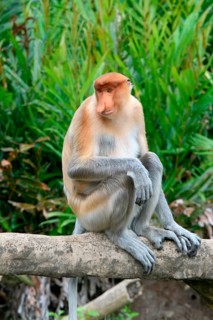 Endemic Proboscis monkey or Long-nosed monkey (Nasalis larvatus), sitting on a branch in the