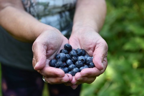 Collect and pick blueberries, bilberries (Vaccinium myrtillus)