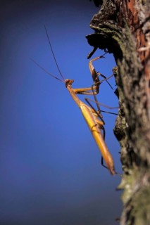 Praying mantis, August, Saxony, Germany