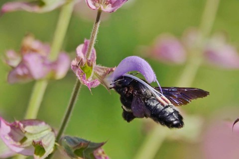 Wood bee, July, Germany