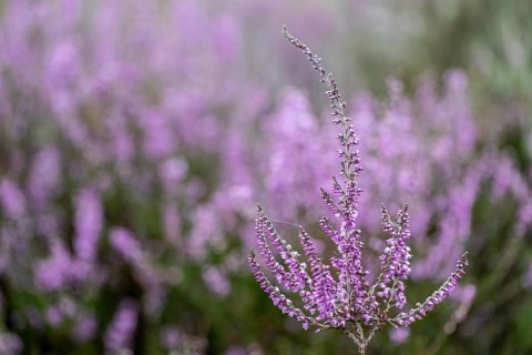 Heather (Calluna vulgaris), Emsland, Lower Saxony, Germany