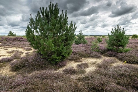 Heathland (Calluna vulgaris), Emsland, Lower Saxony, Germany