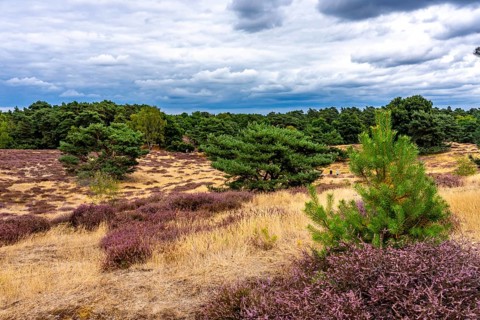 Westruper Heide, in the Hohe Mark Westmünsterland nature park Park, near Haltern am See, heather