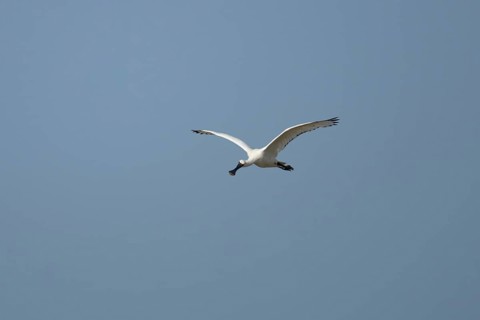 Eurasian spoonbill (Platalea leucorodia) adult bird flying in a blue sky, England, United Kingdom