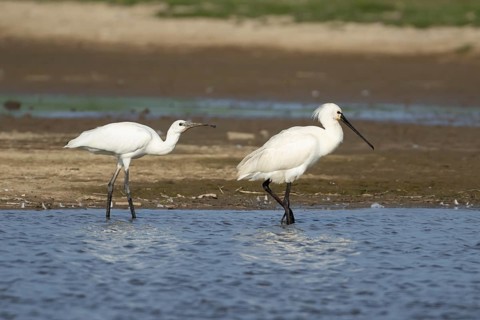 Eurasian spoonbill (Platalea leucorodia) two birds adult bird and juvenile bird in a shallow
