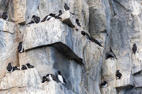 Thick-billed guillemot (Uria lomvia) on breeding rocks, alcids (Alcidae), Alkefjellet, Spitsbergen,