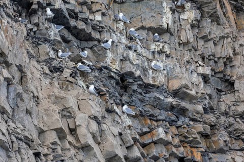 Group of kittiwakes (Rissa tridactyla) in a field wall, nesting sites, Mushamna, Spitsbergen,