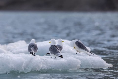 Group of kittiwakes (Rissa tridactyla) sitting on drift ice, Recherchebreen, Spitsbergen, Svalbard