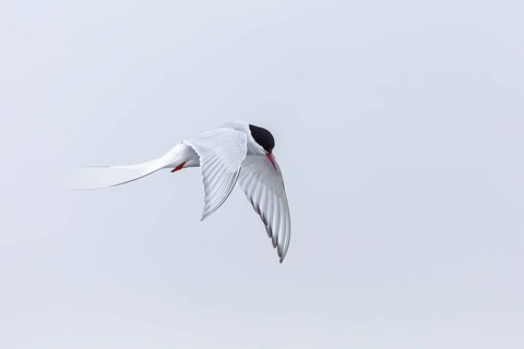 Arctic Arctic Tern (Sterna paradisaea) in a shaking flight to catch fish, Terns (Sterninae),