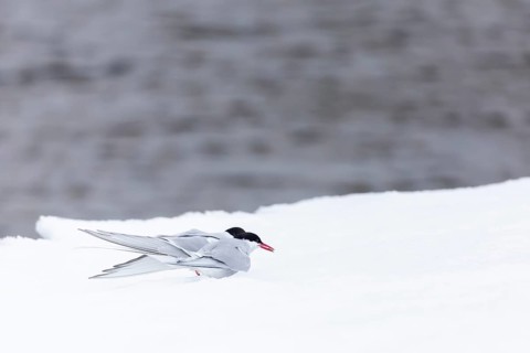 Arctic Arctic Tern (Sterna paradisaea), pair feeding, bridal gift, snow, Terns (Sterninae),