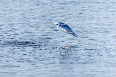 Arctic Arctic Tern (Sterna paradisaea) in flight, Terns (Sterninae), Longyearbyen, Spitsbergen,