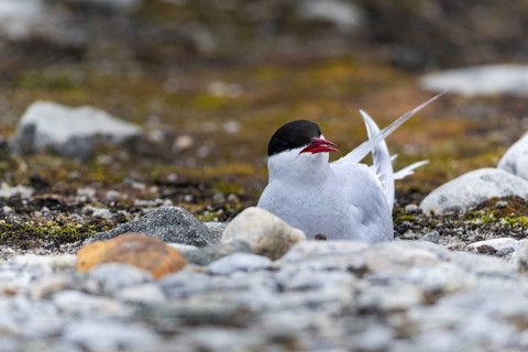 Arctic Arctic Tern (Sterna paradisaea) breeds in the gravel bed, Terns (Sterninae), Gravnesodden,