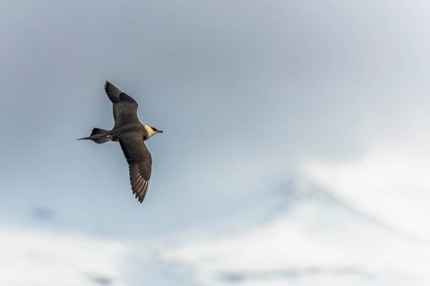 Long-tailed Skua (Stercorarius longicaudus) in flight, Aventdalen, Longyearbyen, Spitsbergen,