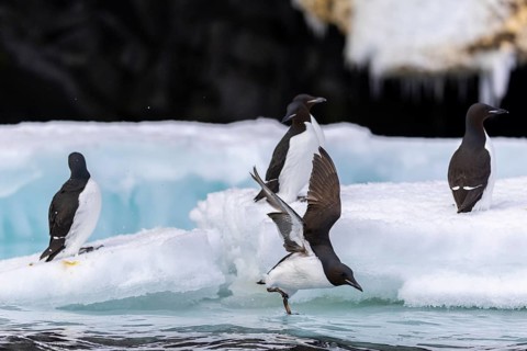 Thick-billed guillemot (Uria lomvia) on an ice floe, alcids (Alcidae), Alkefjellet, Spitsbergen,