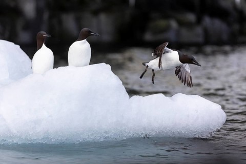 Thick-billed guillemot (Uria lomvia) on an ice floe, alcids (Alcidae), Alkefjellet, Spitsbergen,