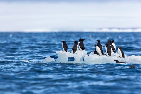 Thick-billed guillemot (Uria lomvia) on an ice floe, sea, water, alcids (Alcidae), Alkefjellet,