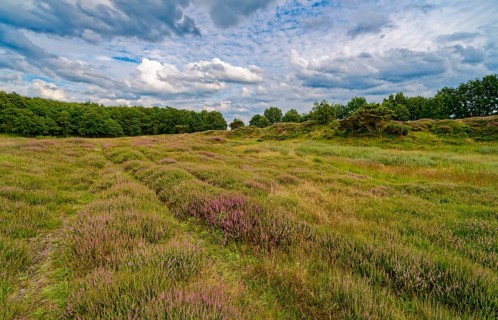 Ripple-crowned dune area in the Schleswig-Holstein municipality of Jörl. The nature reserve Düne am