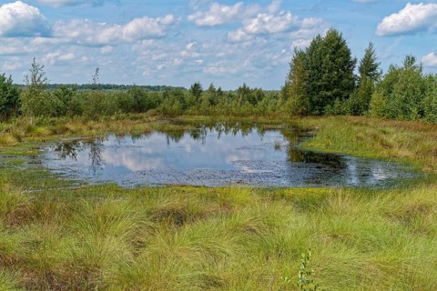 Water surface and marsh grass in Himmelmoor. Himmelmoor, the largest raised bog in