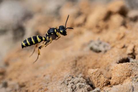 Digger wasp (Gorytes laticinctus), Emsland, Lower Saxony, Germany