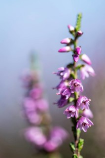 Heather (Calluna vulgaris), Emsland, Lower Saxony, Germany