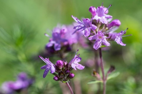 Sand thyme (Thymus serpyllum), Emsland, Lower Saxony, Germany
